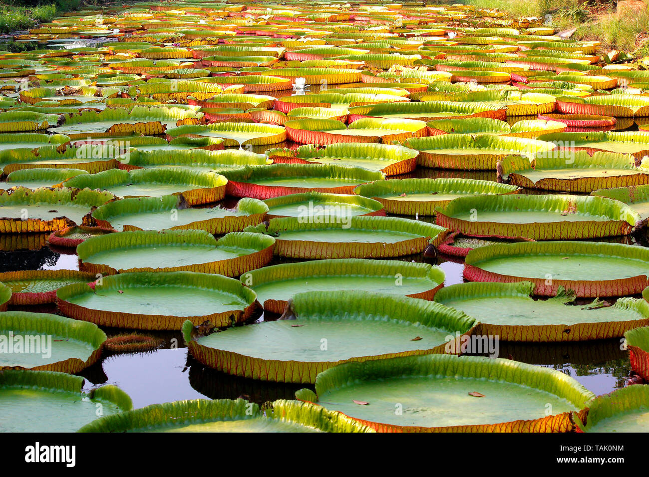 Stapel der schwebenden Lotus, riesigen Seerosen oder Victoria Seerose Stockfoto