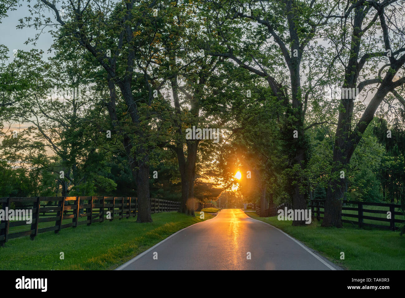 Kentucky Scenic Byway gesäumt mit Eichen, Bluegrass und Pferdeweiden auf beiden Seiten mit der untergehenden Sonne in der Ferne. Stockfoto