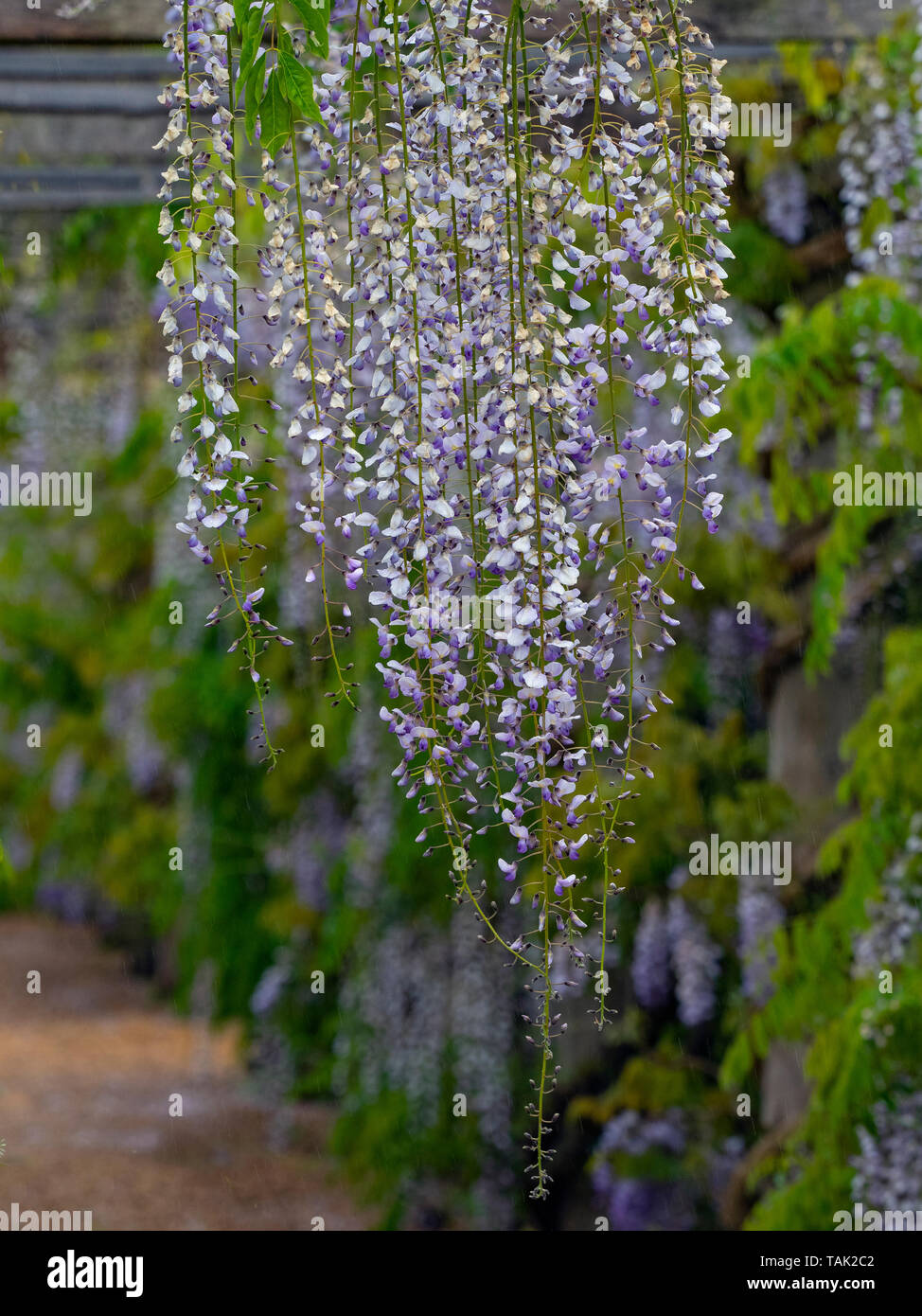 Wisteria Wisteria sinensis native zu China in Norfolk Garten Stockfoto