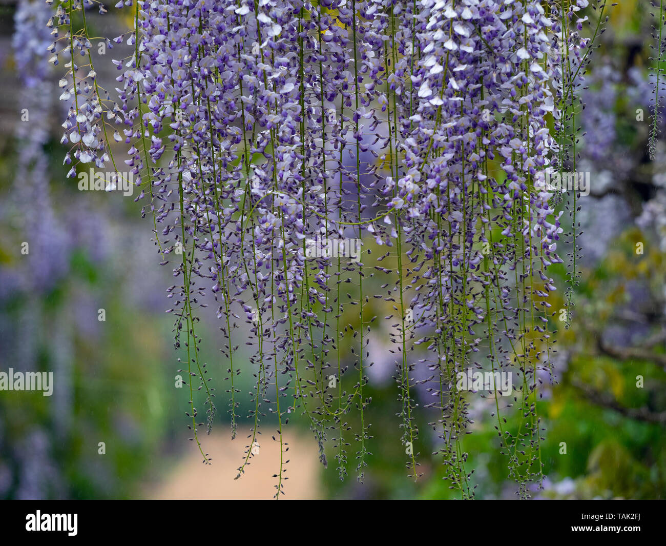 Wisteria Wisteria sinensis native zu China in Norfolk Garten Stockfoto