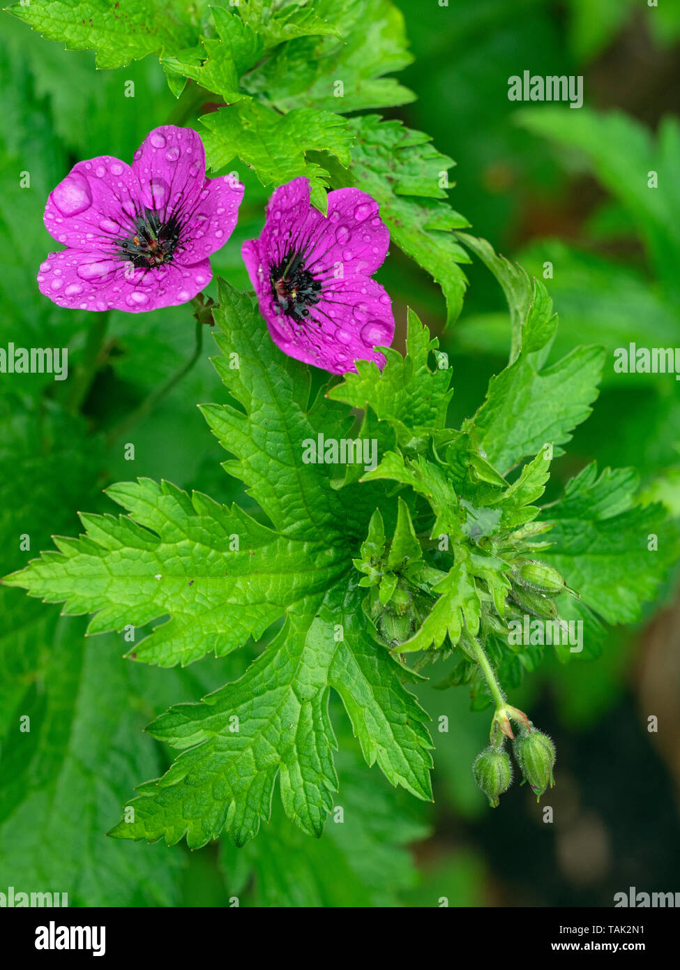 Geranium Procurrens in Regen wachsen in Norfolk Garten Juni Stockfoto