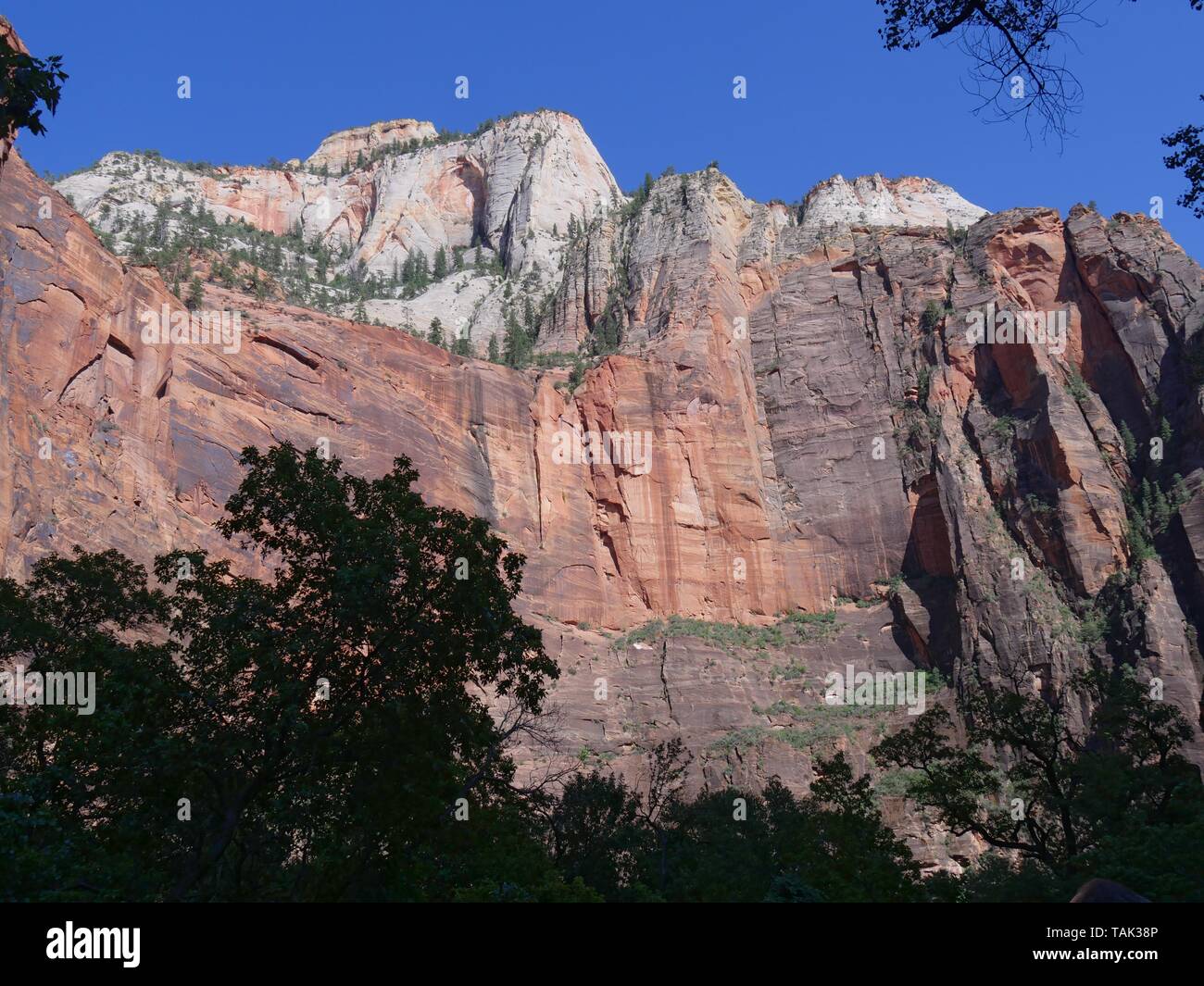 Nach oben geschossen von den roten Felsen Felswände durch die Silhouetten von Baumkronen gerahmt in den späten Nachmittag am Zion National Park, Utah. Stockfoto