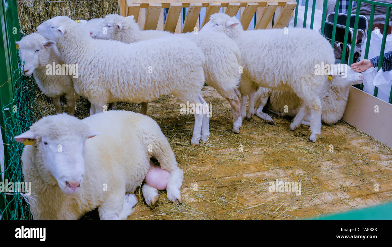 Hoden tier -Fotos und -Bildmaterial in hoher Auflösung – Alamy