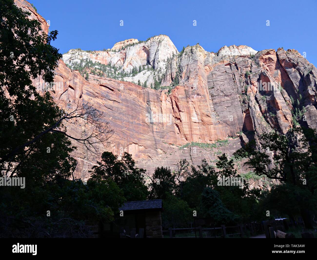 Beeindruckende rote Felsen durch die Silhouetten von Baumkronen gerahmt in den späten Nachmittag am Zion National Park, Utah. Stockfoto