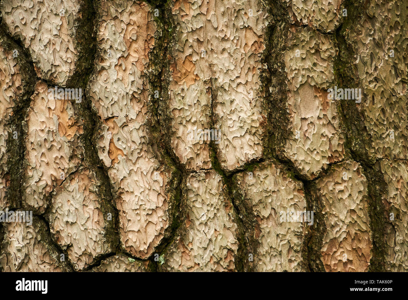 Nahaufnahme von Braun, grobe Muster auf Baumrinde. Stockfoto