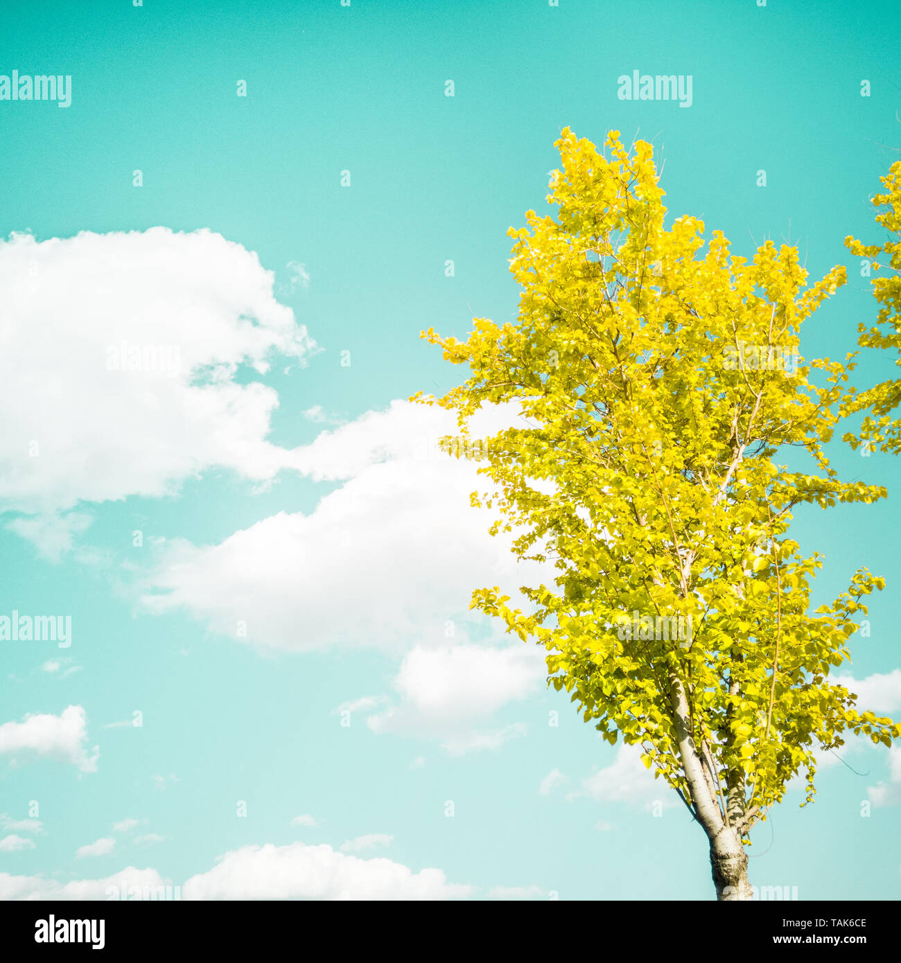 Grüner Baum auf blauen Himmel Hintergrund Stockfoto