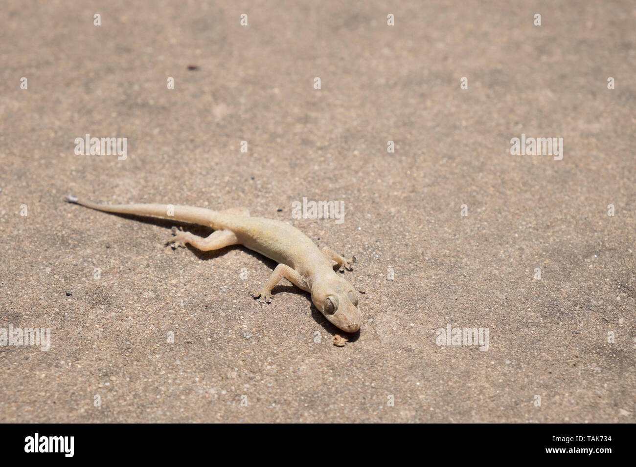 Nahaufnahme Bilder von Asien kleine tote Eidechse. Stockfoto