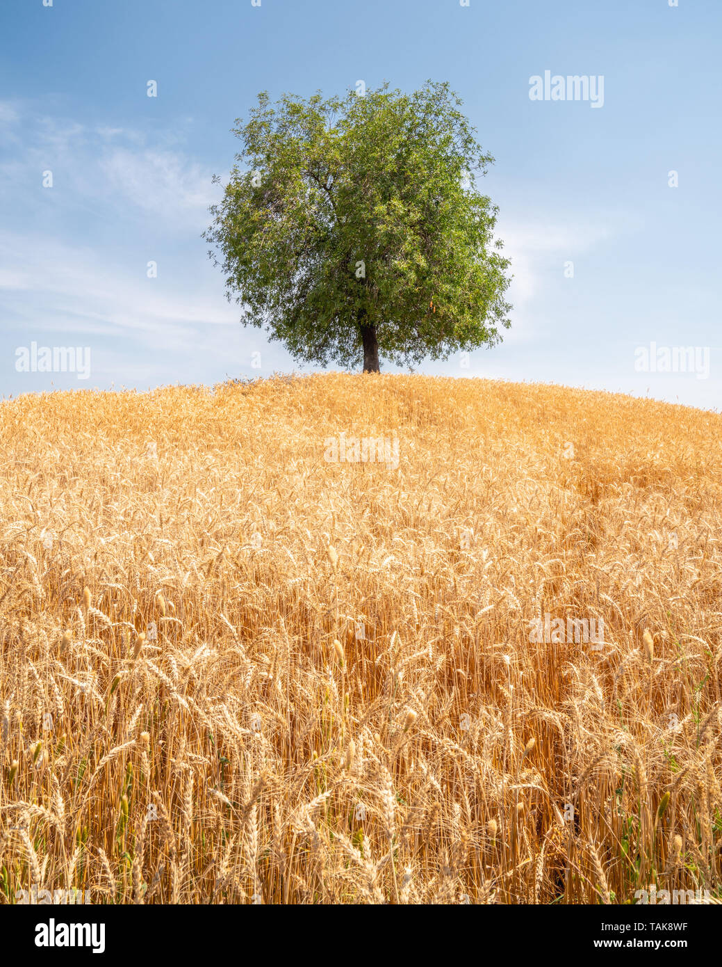 Einsamer Baum im Bereich der goldene Weizen. Sommer Landschaft mit bewölktem Himmel Stockfoto