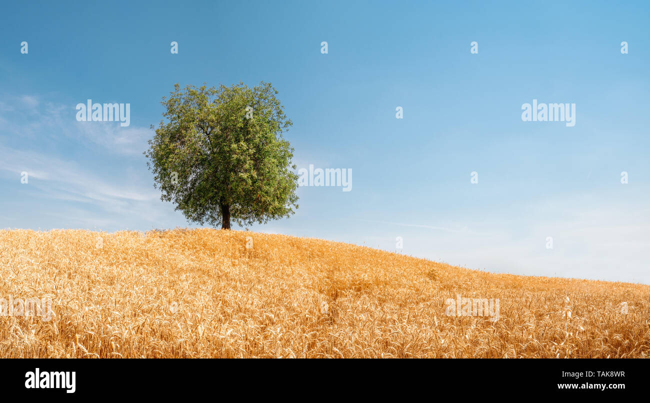 Einsamer Baum im Bereich der goldene Weizen. Sommer Landschaft mit bewölktem Himmel Stockfoto