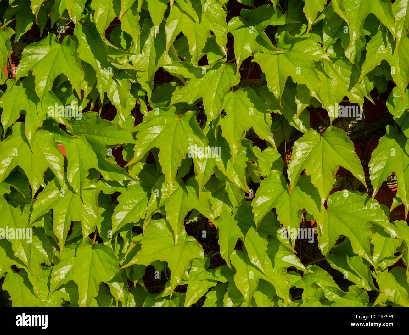Bild von Red brick wall mit wilden grünen Reben Trauben Stockfoto