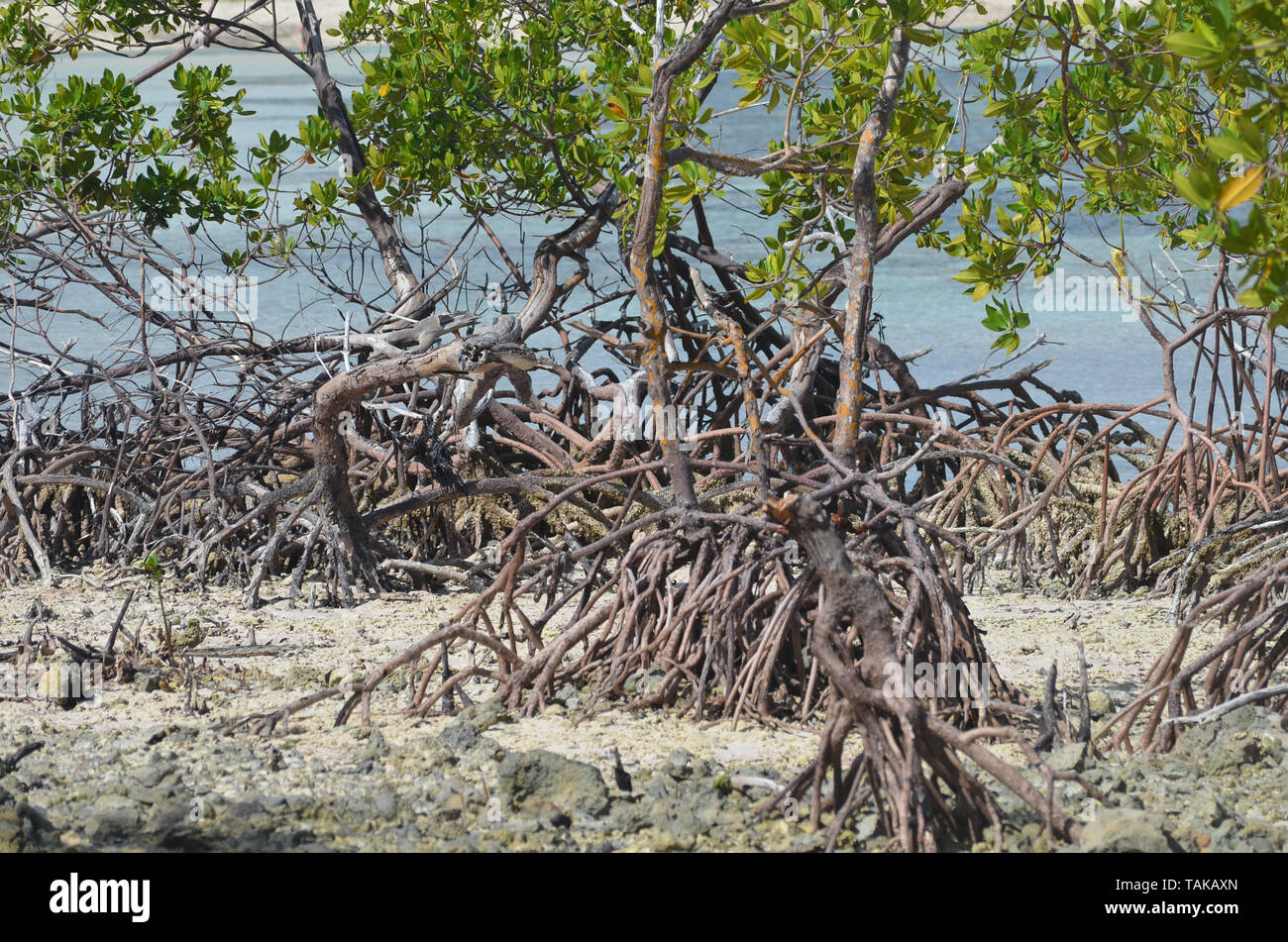 Mangroven in Guardalavaca (Kuba), ein wichtiger Lebensraum durch eine untragbare massive Tourismus Modell bedroht Stockfoto