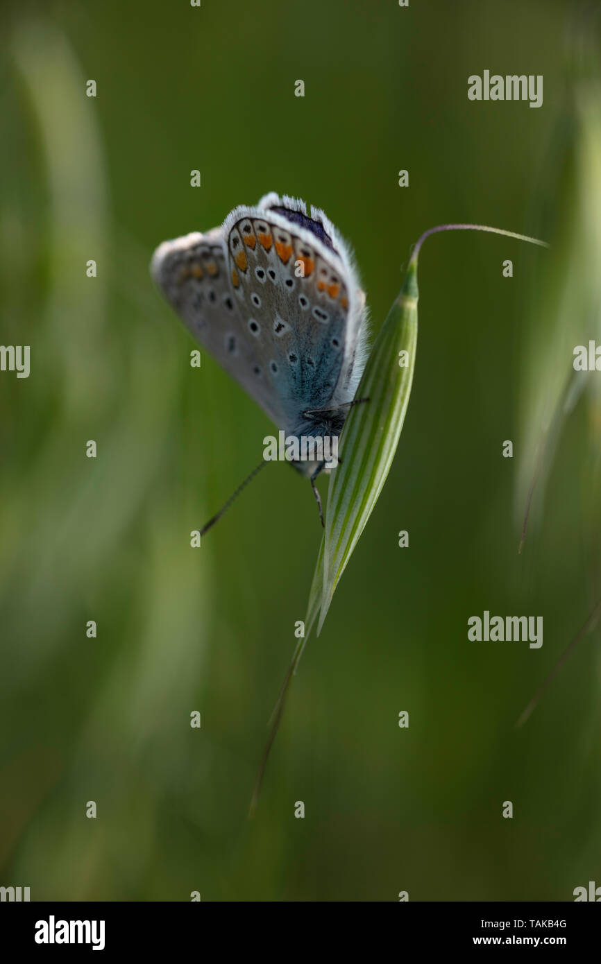 Bunte Männliche Gemeine Blaue Schmetterling Polyommatus Stockfoto