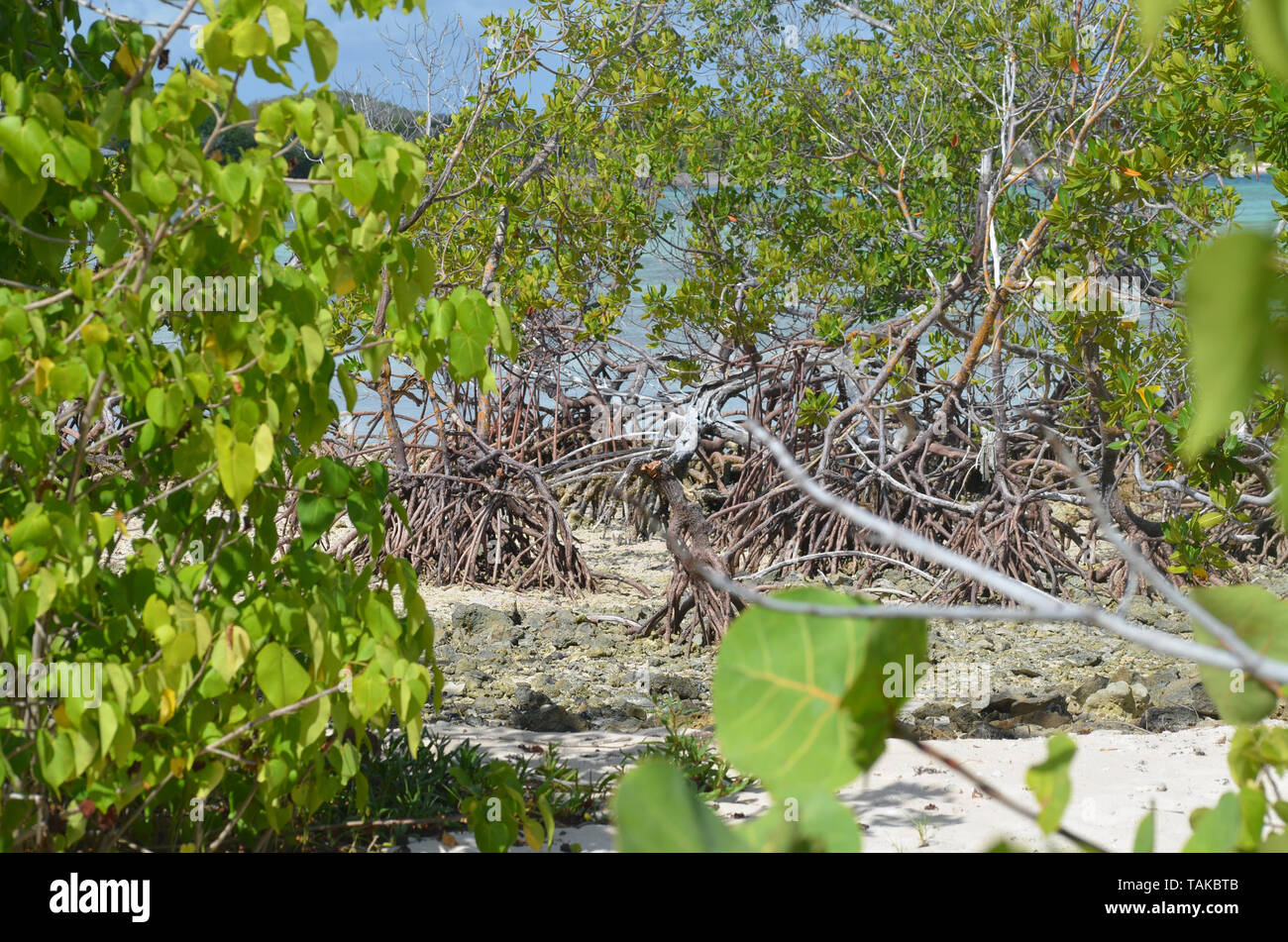 Mangroven in Guardalavaca (Kuba), ein wichtiger Lebensraum durch eine untragbare massive Tourismus Modell bedroht Stockfoto