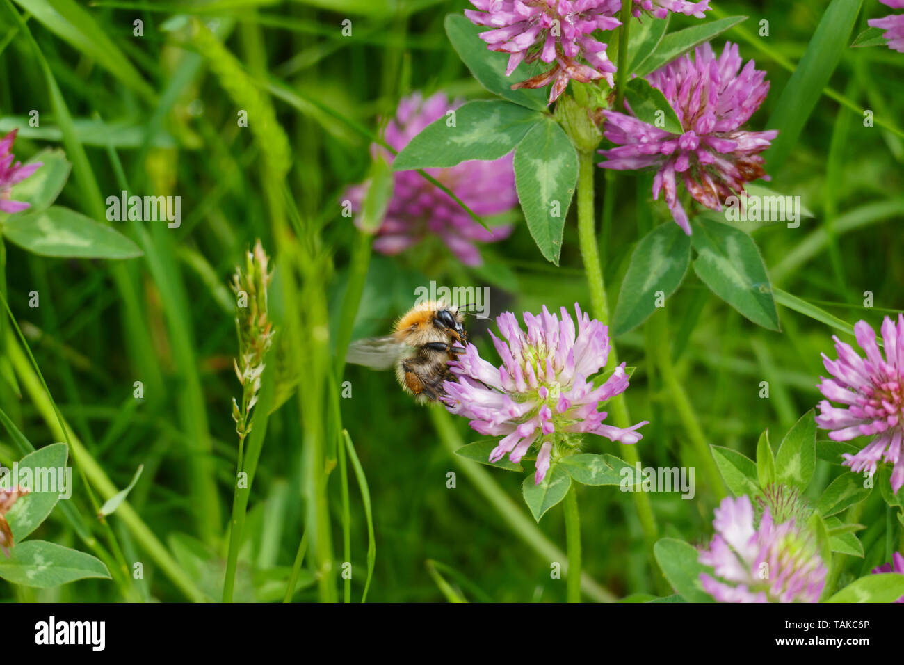 Hummel fliegt in eine lila, lila farbener Wiesen Klee Blüte, auf einer Wiese Stockfoto