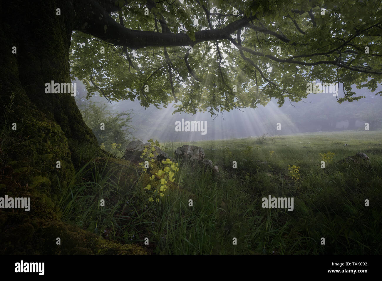 Nebligen Wald in Urbasa Berge in Navarra Stockfoto