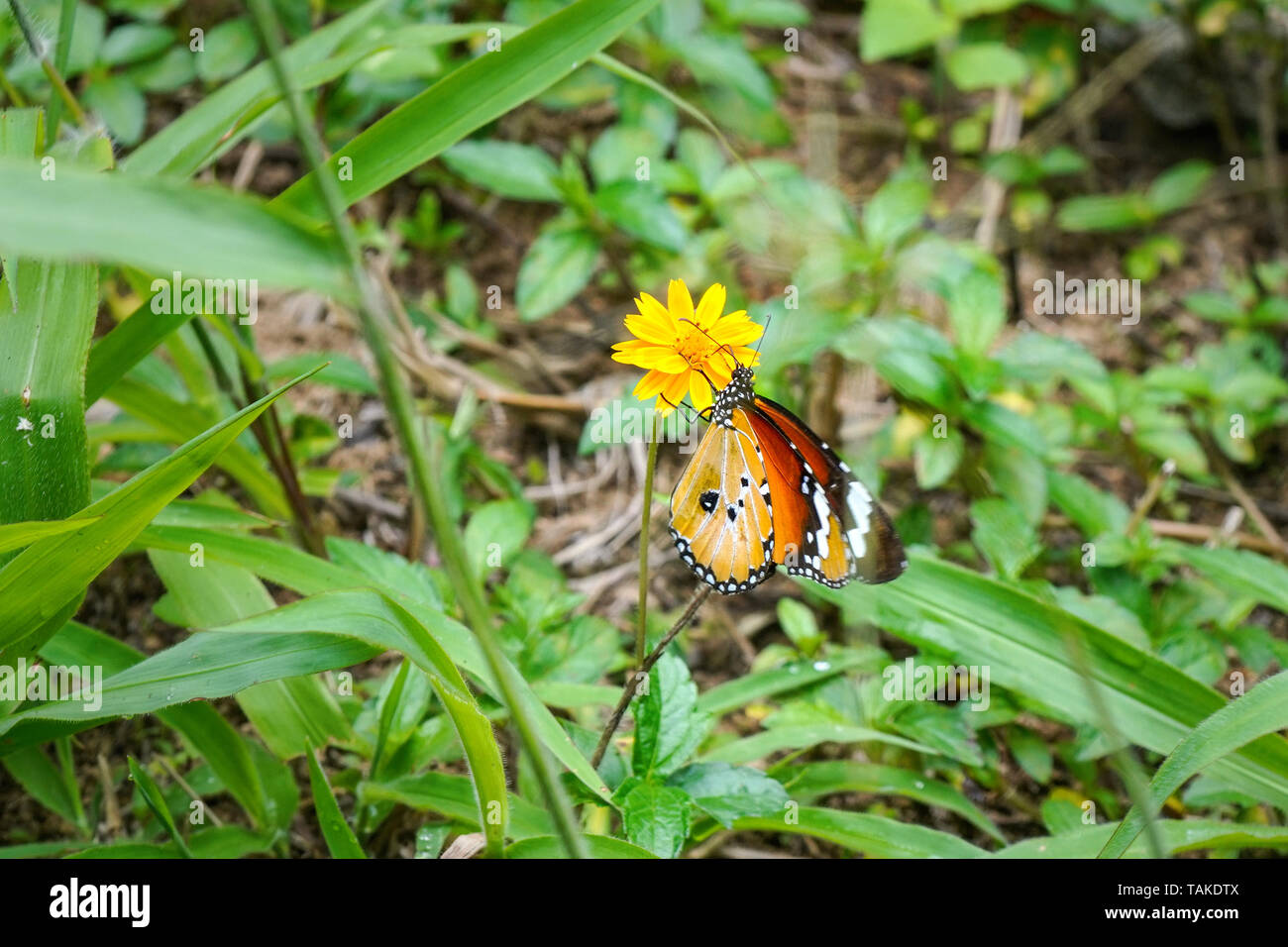 Plain Tiger Butterfly-aka African Queen - Danaus chrysippus - sitzen auf kleinen gelben Blume, grün Gras um Stockfoto