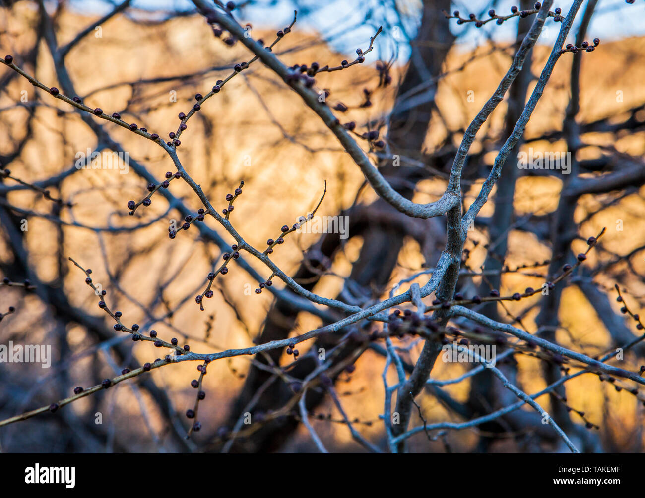 Baum Details an alten Seen im Zentrum von Washington State, USA. Stockfoto