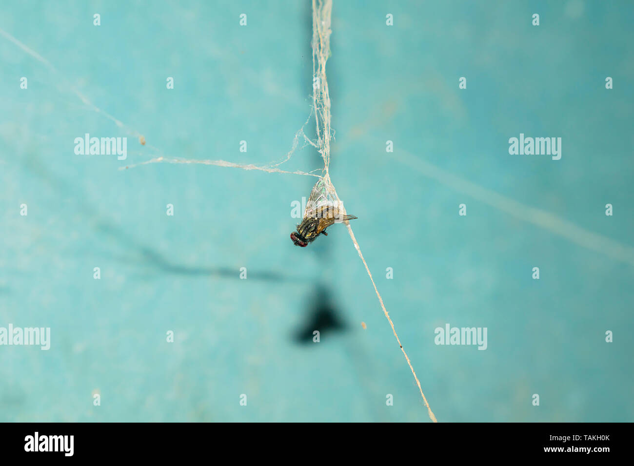 Nahaufnahme eines Hauses Fliegen gefangen in einem Spinnennetz mit unscharfen blauen Hintergrund. Stockfoto