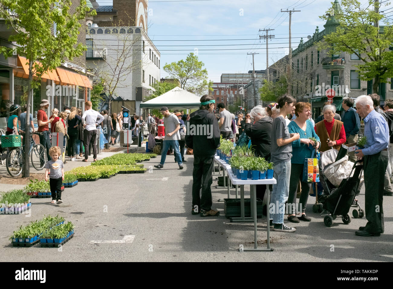 Kostenlose Verteilung von Blumen und Pflanzen für die Bewohner der Mile End. Eine grüne und integrative Initiative jedes Jahr in Montreal verschiedenen Nachbarschaften erneuert Stockfoto