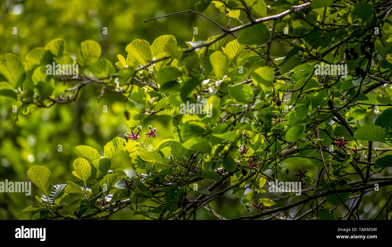 Periploca maggiore aka Periploca graeca) ist eine seltene Klettern in