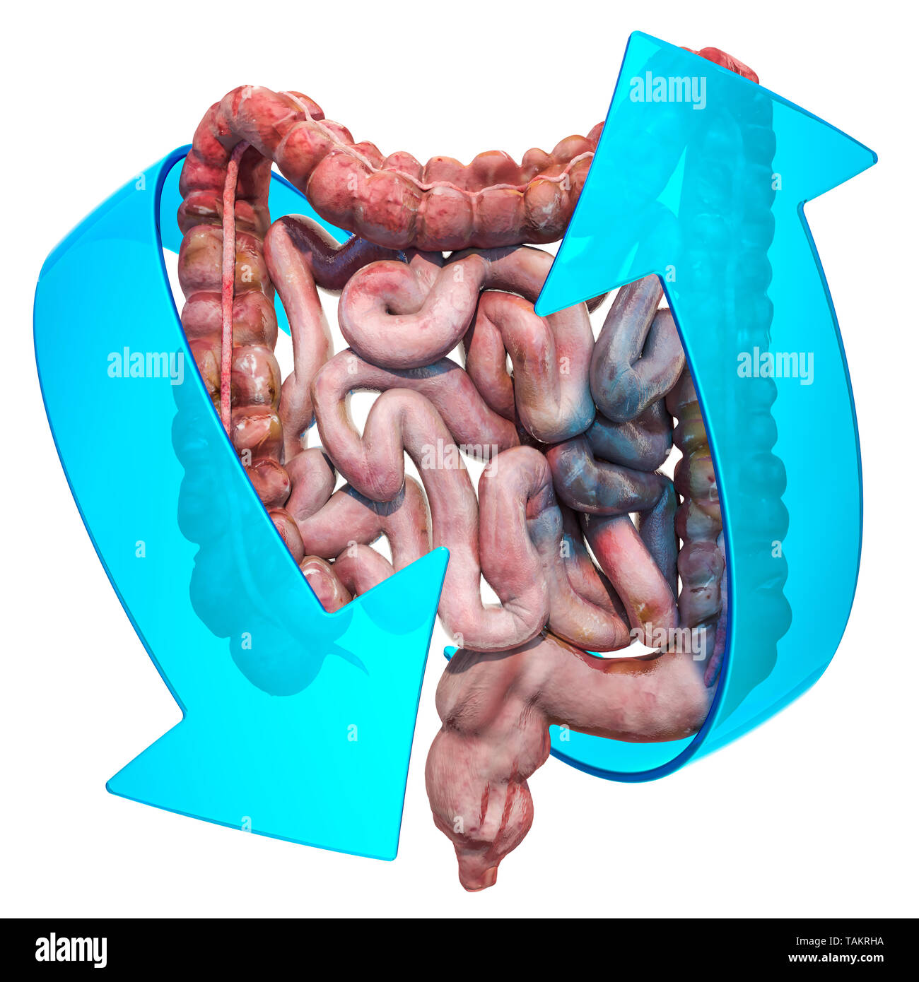 Menschliche Darm mit Pfeilen. Behandlung und Verwertung Konzept. 3D-Rendering auf weißem Hintergrund Stockfoto