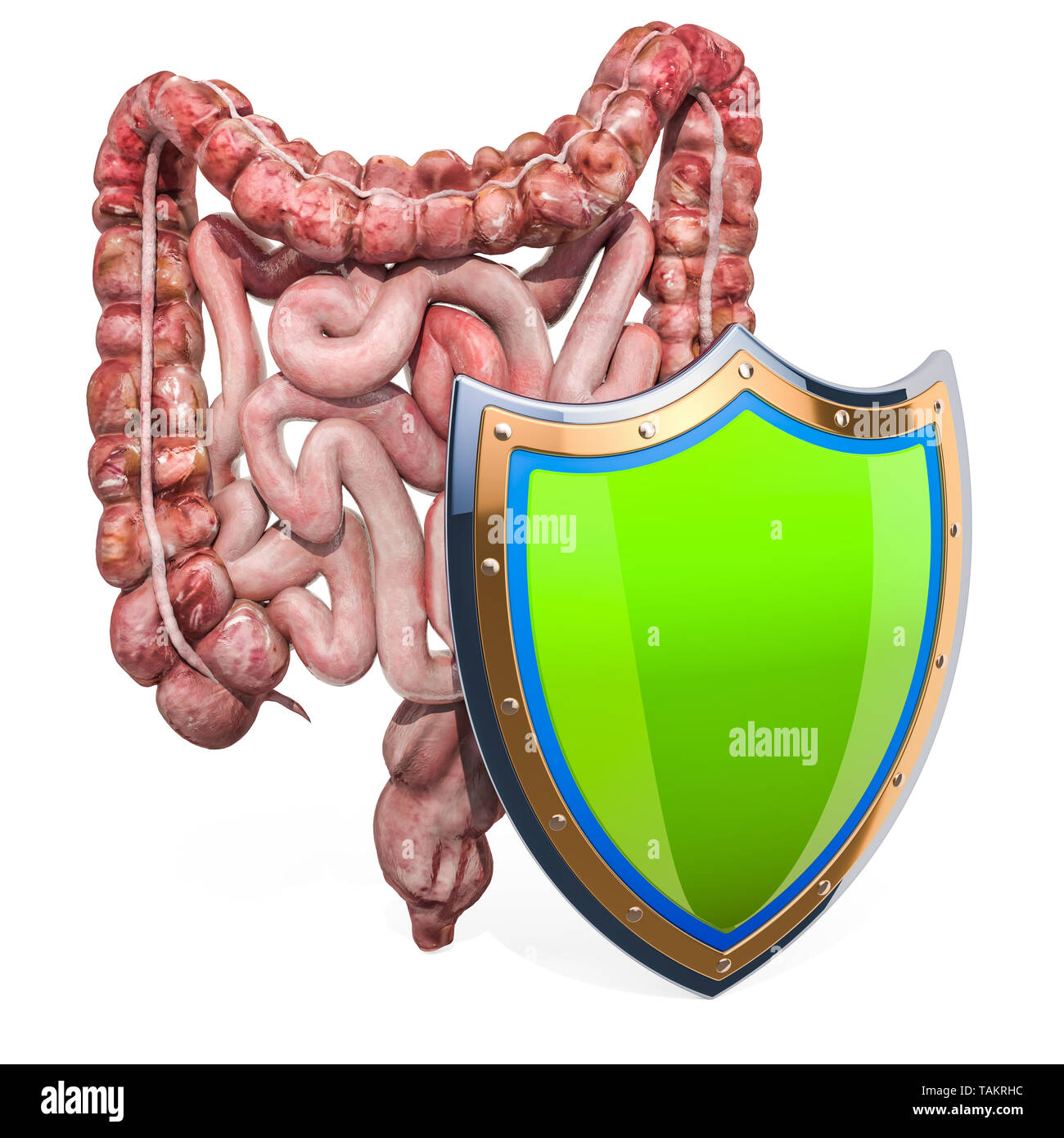 Menschliche Darm Darm mit Schild, Schutz vor Krankheiten. 3D-Rendering auf weißem Hintergrund Stockfoto