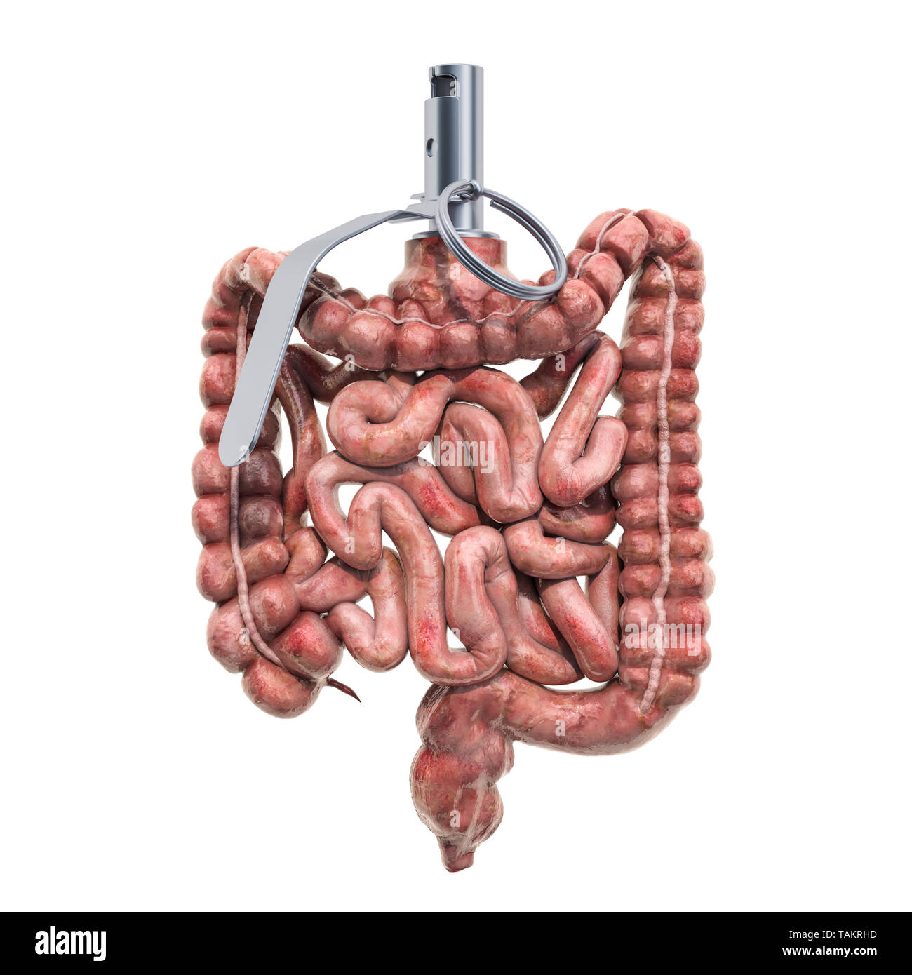Schmerzen im Darm, darmkrankheit Konzept. Menschlichen Darm als handgranate. 3D-Rendering auf weißem Hintergrund Stockfoto