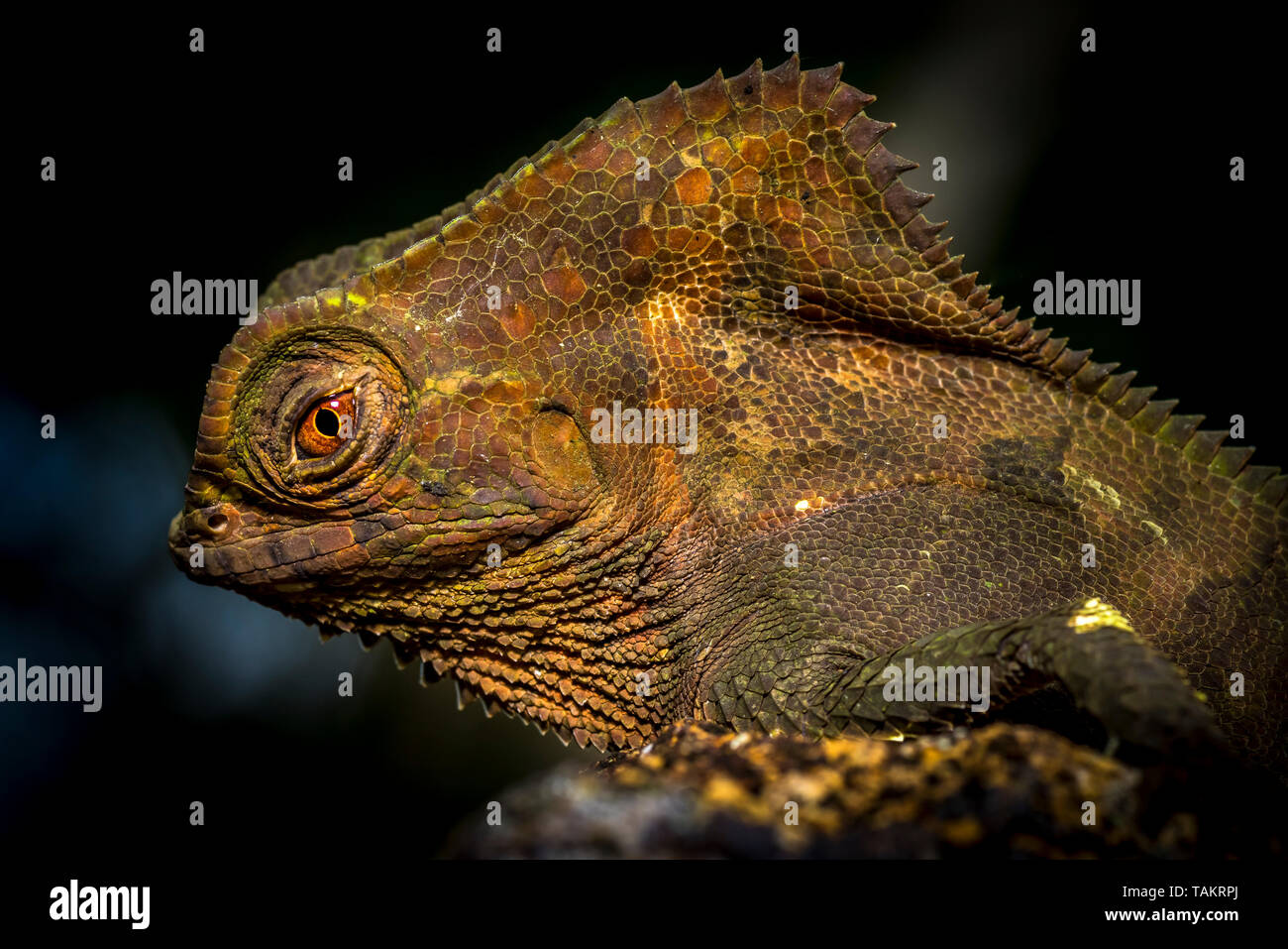 Lizard Nahaufnahme Kopf mit viel Detail sieht aus wie ein Dinosaurier Stockfoto