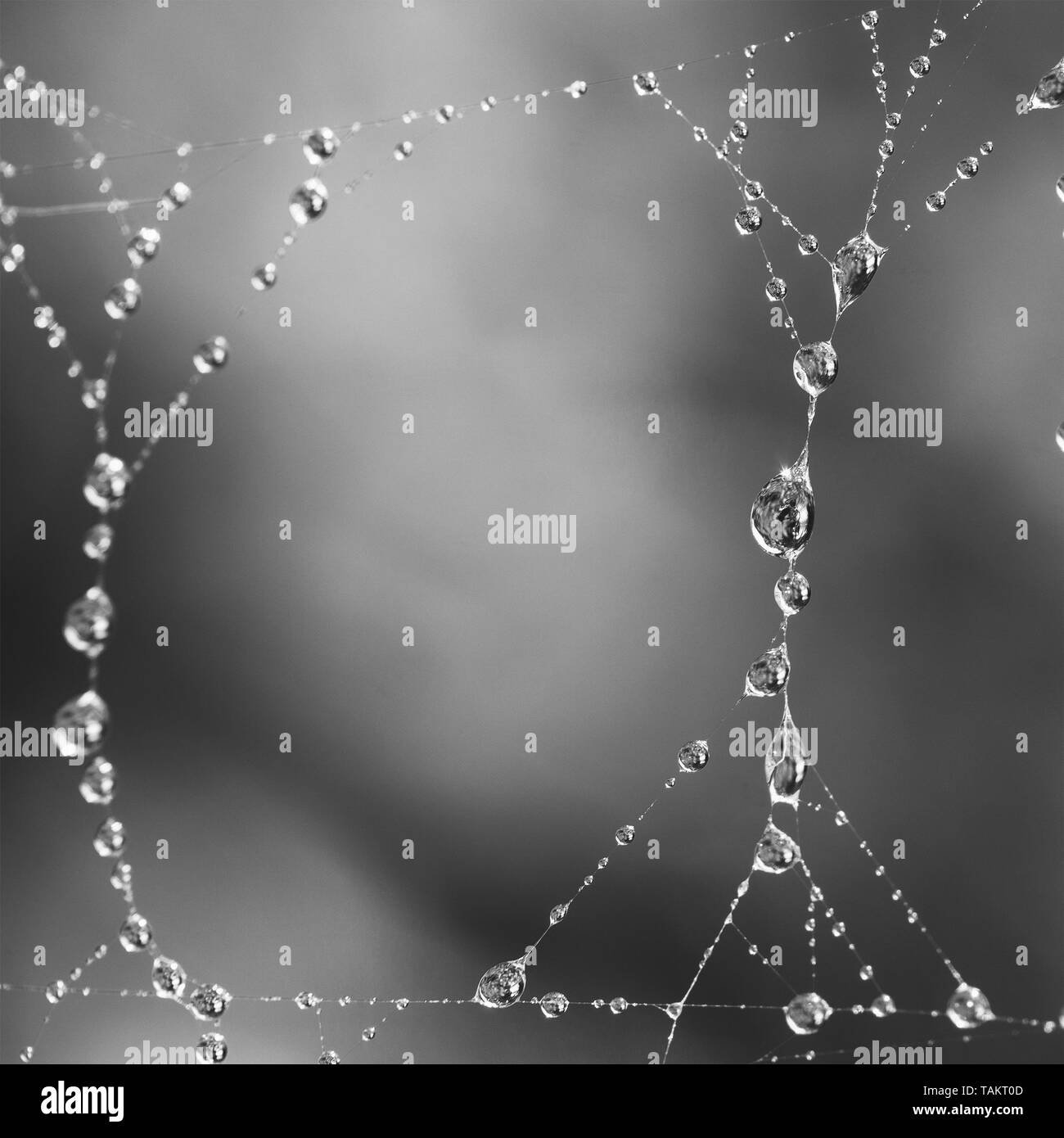Hintergrund Mit morgen Frühling oder Sommer tau auf einem Spinnennetz, die Schwarz-Weiß-Fotografie Stockfoto