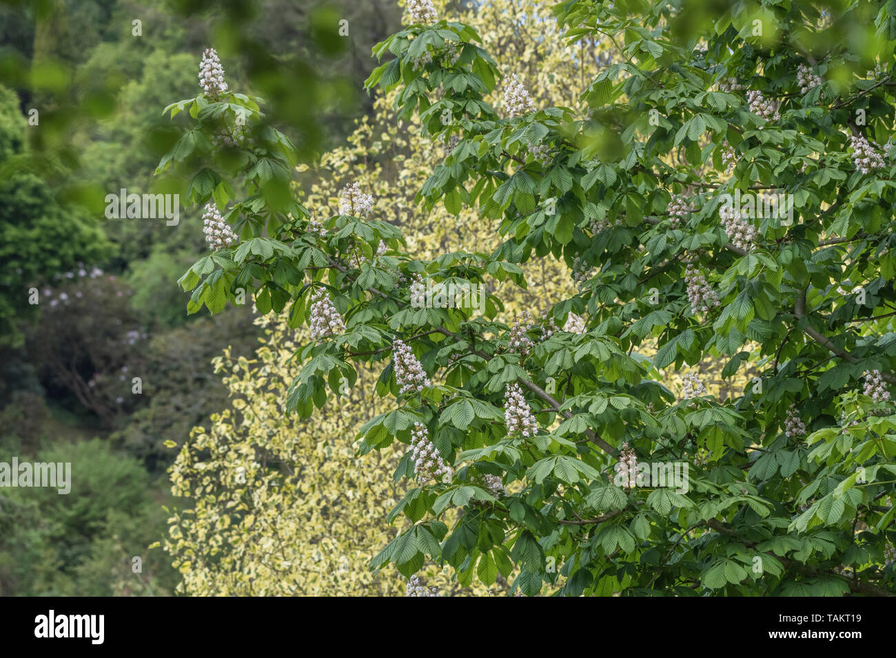 Blühendes Pferd Chestnut / Aesculus hippocastanum im Frühling Sonnenschein. Einmal als Heilpflanze in pflanzlichen Heilmitteln verwendet. Stockfoto