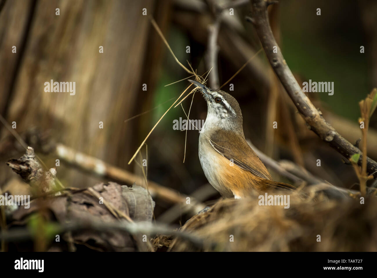 Plain zaunkönig Vogel, trägt Nestbau Material Stockfoto
