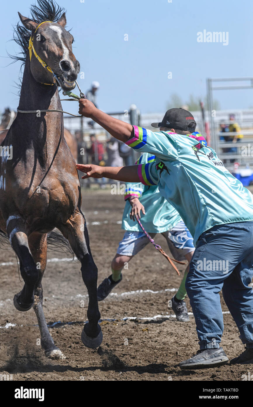 Kehewin erste Nationen indischen Relais (Pferd) Rennen, in Bonnyville Alberta Kanada statt Stockfoto