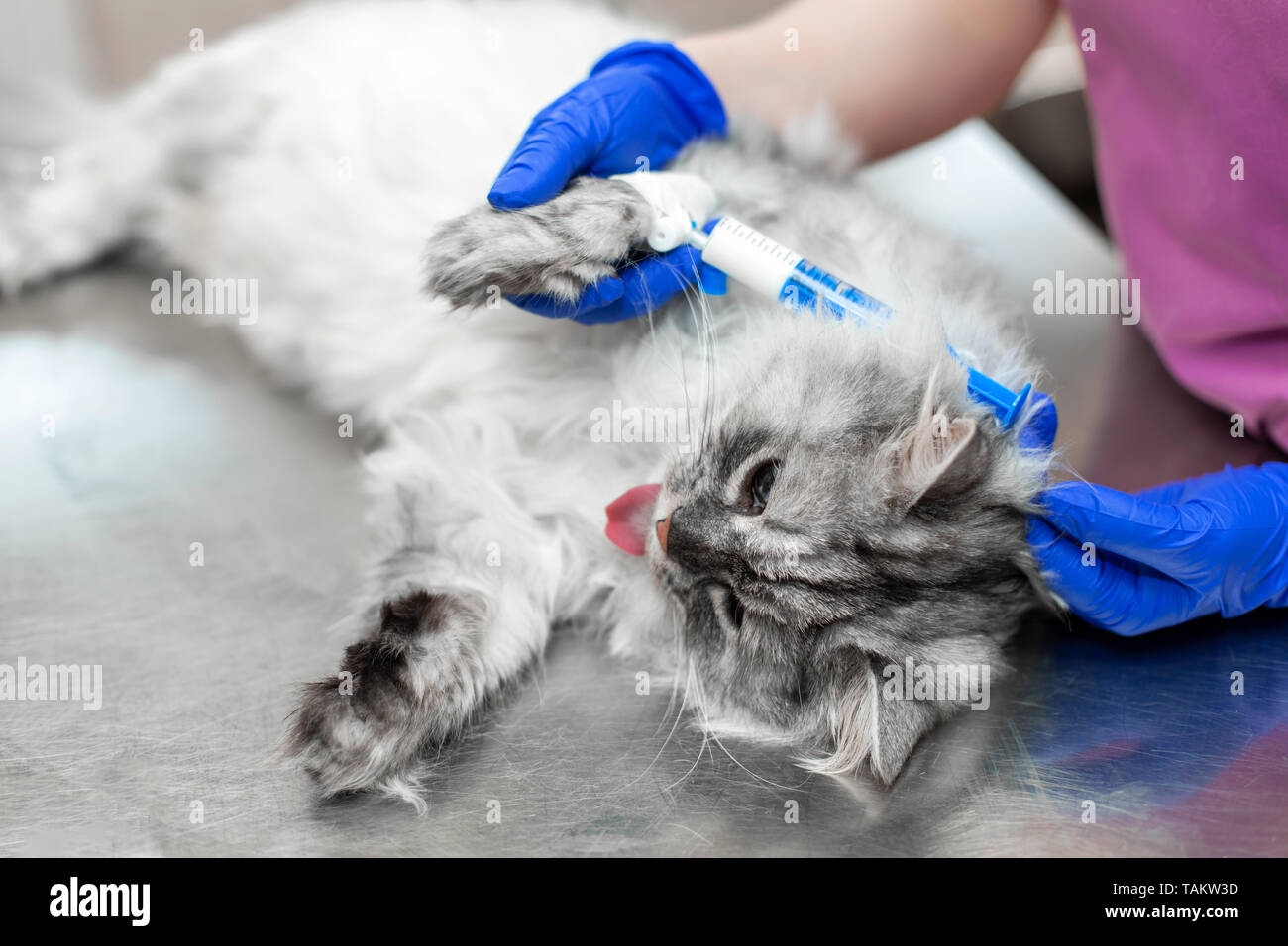 Große, graue Katze unter Narkose lag auf Metall Tisch in tierklinik vor Stockfotografie Alamy