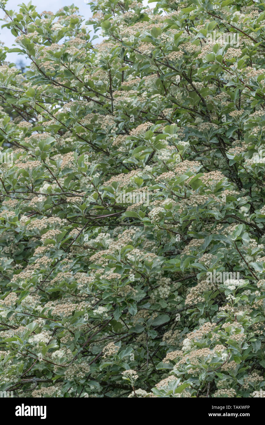 Blätter Laub & weiße Blumen blühen von Whitebeam/Sorbus aria (Tho. kann eine Vielzahl werden). Heilpflanze Whitebeam einmal in pflanzliche Heilmittel verwendet. Stockfoto