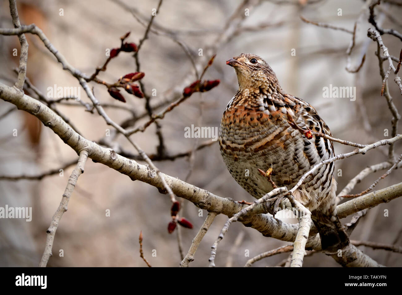 Eine Vari Grouse (Bonasa umbellus); Fütterung auf die roten Beeren in den dunklen Wald von Alberta Kanada Stockfoto