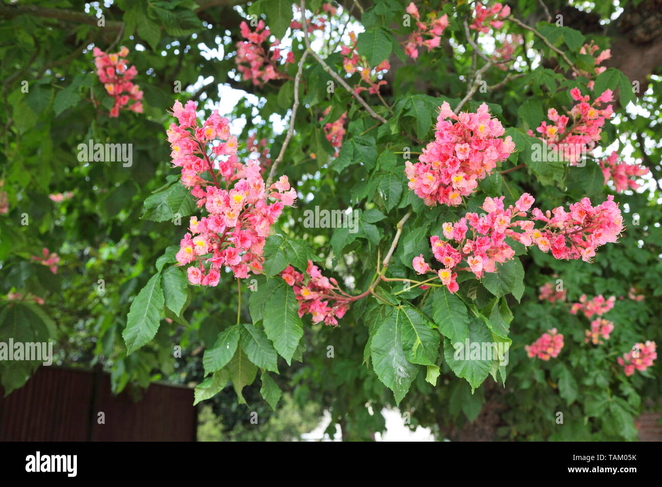 Blühende rote Horse-Chestnut Baum, Aesculus Dryas, Kent, Großbritannien Stockfoto