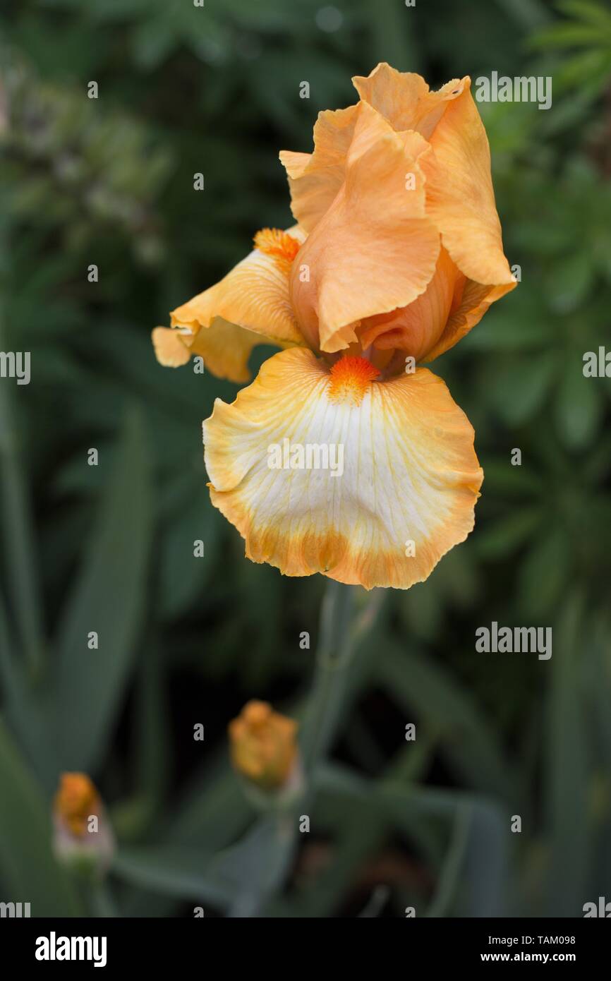 Iris "Gute Schwingungen" bei Schreiner Iris Gärten in Salem, Oregon, USA. Stockfoto