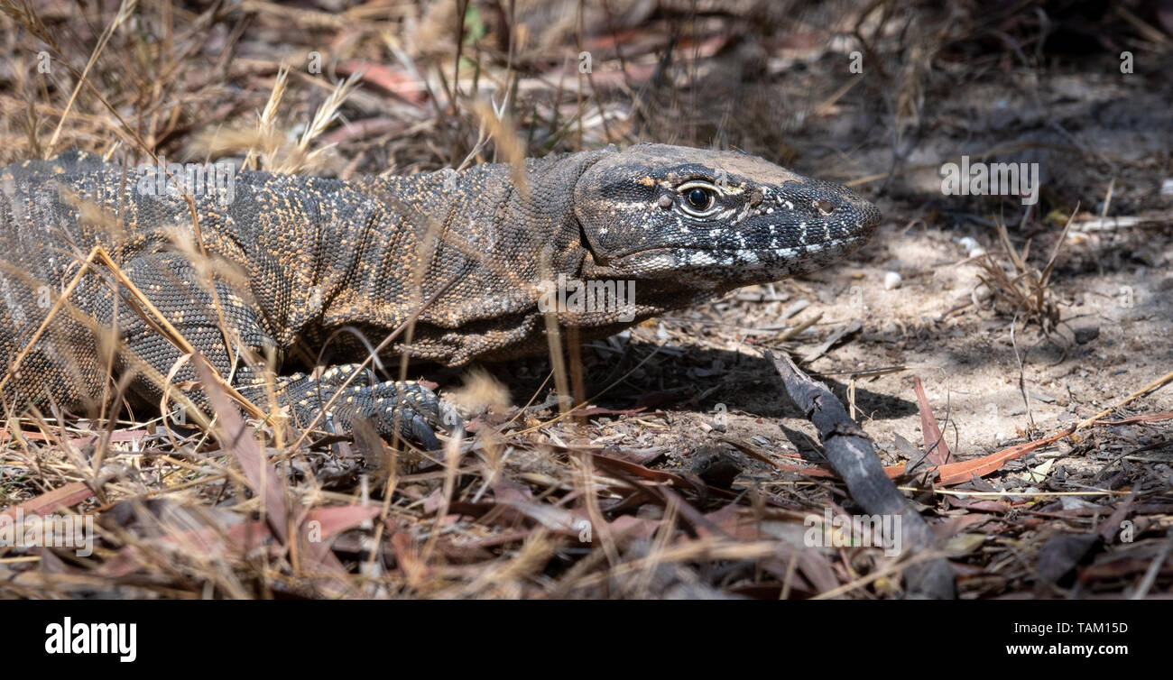 Rosenbergs Goanna, (Varanus rosenbergi), Kangaroo Island Stockfoto