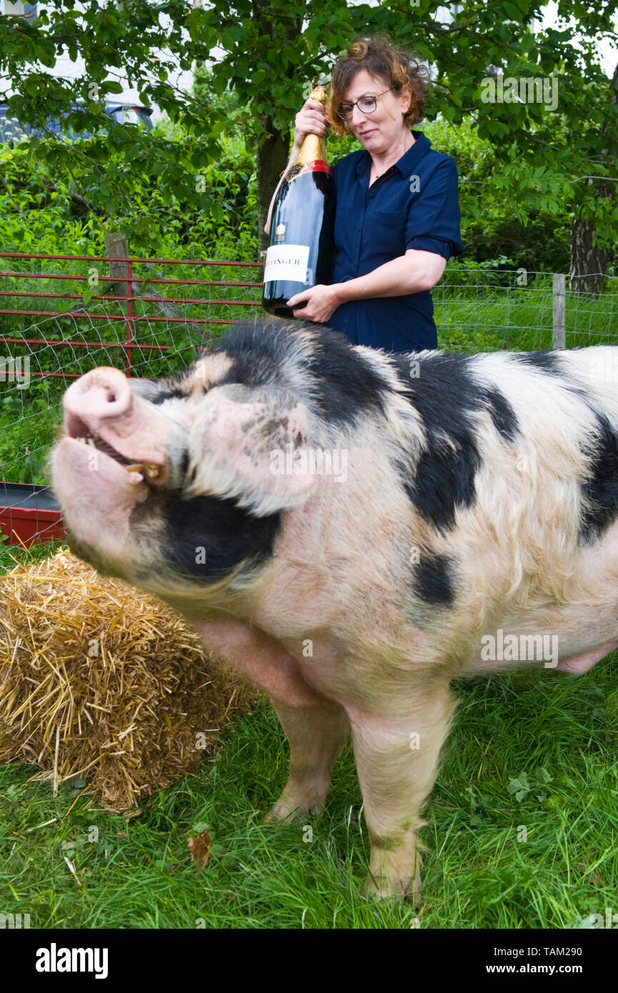 Thema Nina Stibbe Sieger von 2019 Bollinger Everyman Wodehouse Prize für Comic Fiktion mit ihren Preis ein Gloucester alten Spot Wildschwein benannt nach ihrem preisgekrönten Roman Gründe zu Heiter bei Hay Festival Hay-on-Wye Powys Wales UK Stockfoto