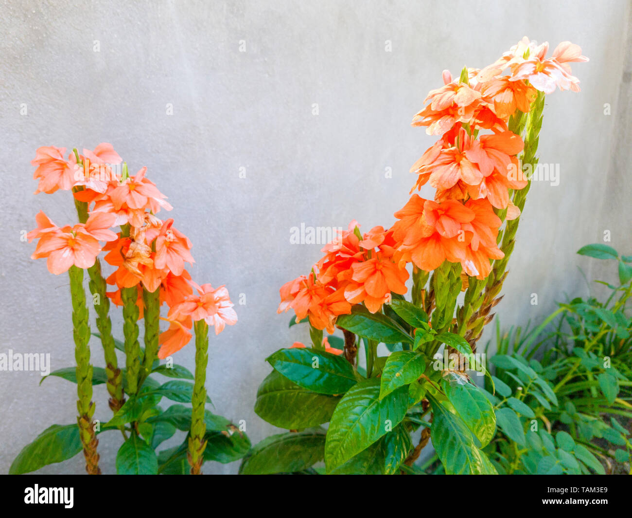 Orange Begonia mit grauem Hintergrund Stockfoto