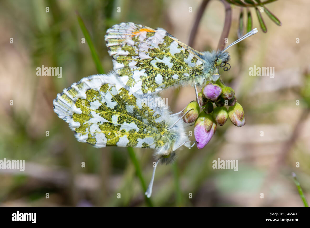 Orange-tipp Schmetterlinge paaren auf Wiesenschaumkraut Stockfoto