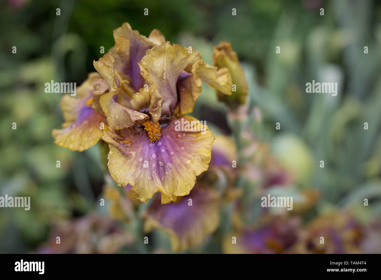 Iris ist hadowed Moon' bei Schreiner Iris Gärten in Salem, Oregon, USA. Stockfoto