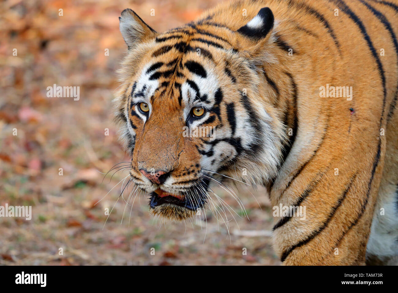 Erwachsene männliche Bengal Tiger (Panthera tigris tigris) in Tadoba-Andhari Tiger Reserve, Maharashtra, Indien. Diese dominante Männchen ist T-54 oder Chota Matka Stockfoto