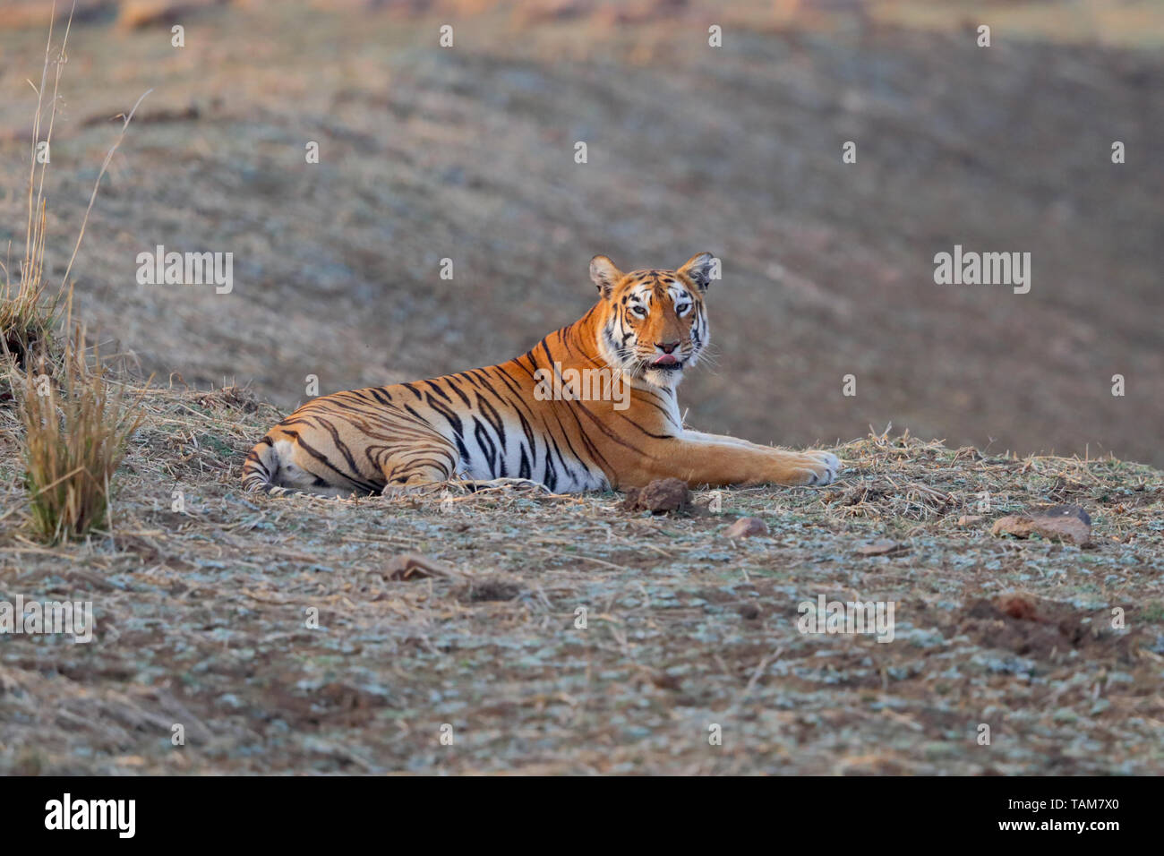 Weibliche Bengal Tiger (Panthera tigris tigris) als Mya (T-12), in Tadoba-Andhari Tiger Reserve und National Park, Maharashtra, Indien bekannt Stockfoto