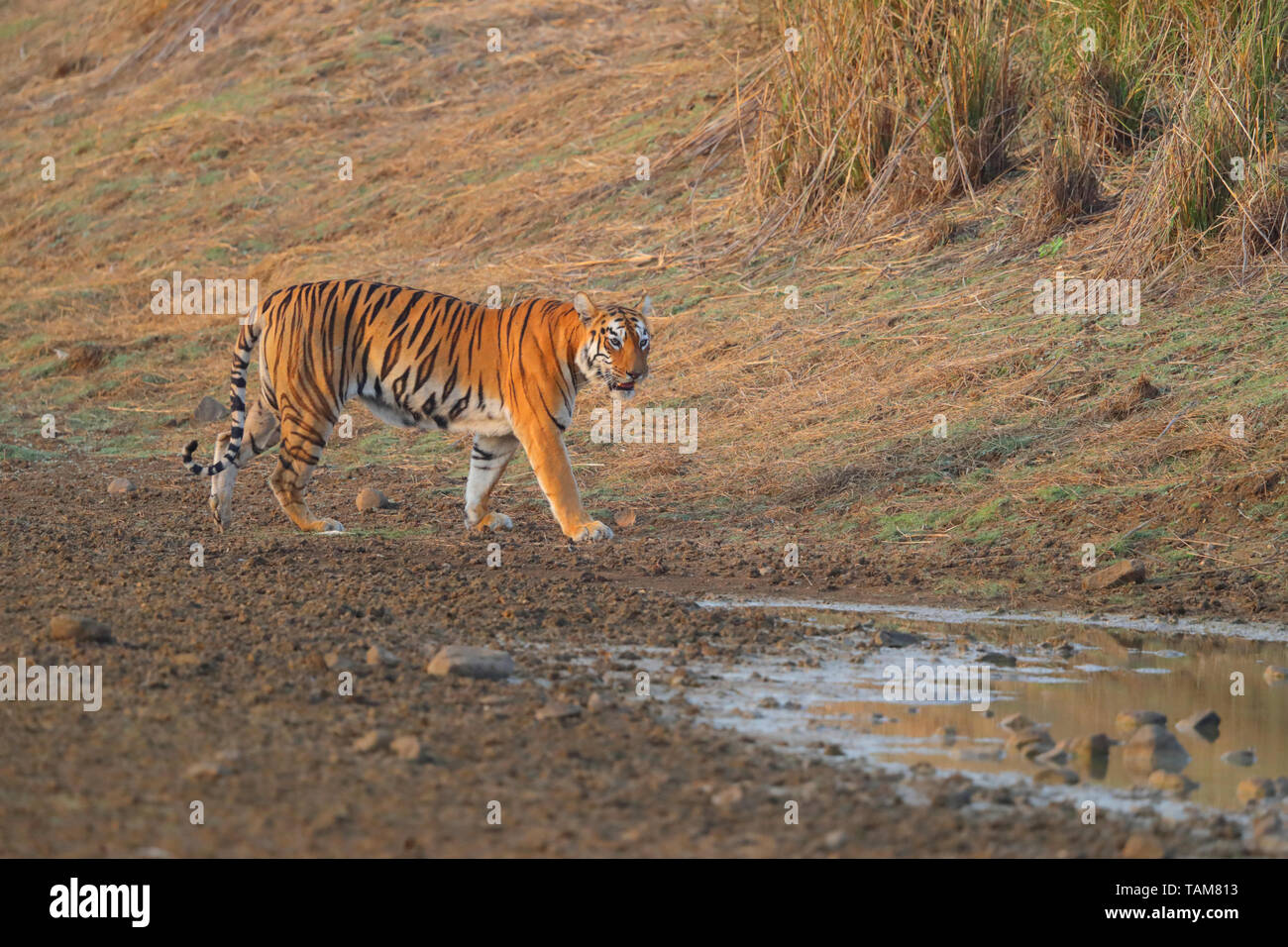 Weibliche Bengal Tiger (Panthera tigris tigris) als Mya (T-12), in Tadoba-Andhari Tiger Reserve und National Park, Maharashtra, Indien bekannt Stockfoto