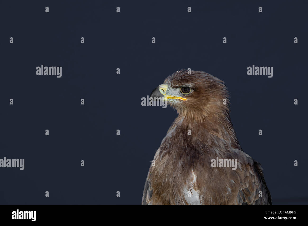 Schwarzer Milan (MILVUS MIGRANS) Raptor/Raubvogel. Plain dunkelblauen Hintergrund Stockfoto