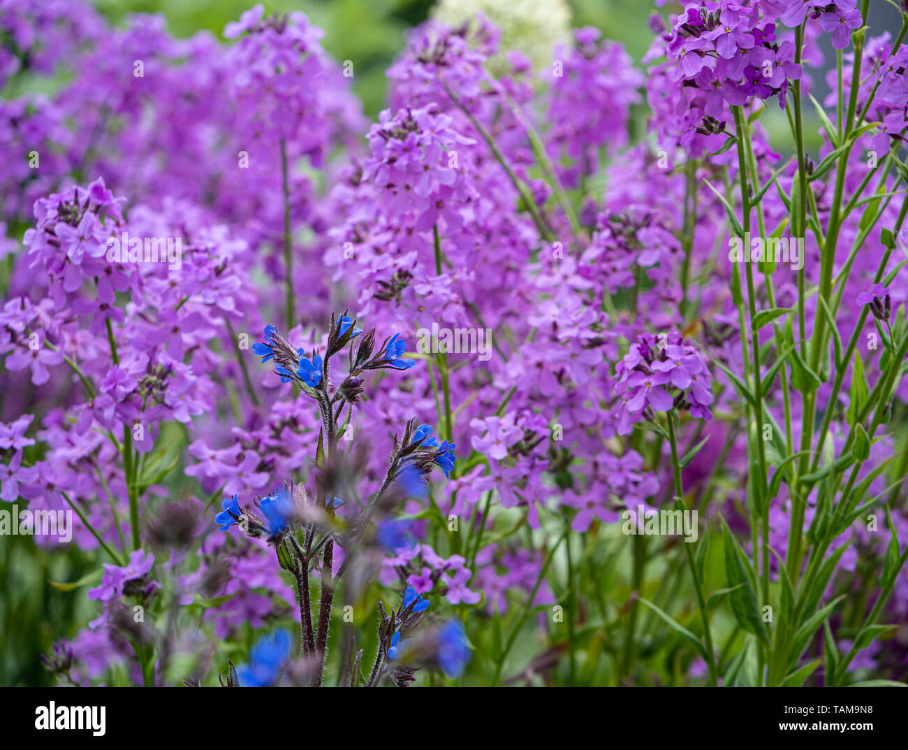 Dame Rakete (Hesperis matronalis), eine krautige Pflanze, ein Mitglied der Senf Familie Stockfoto