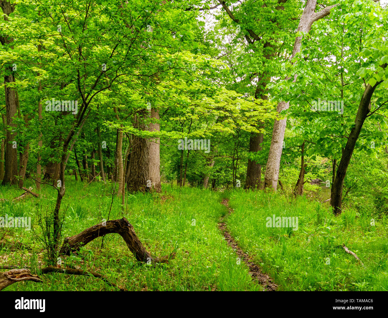 Durch Laubwald Trail im Frühjahr. Thatcher Wald erhalten, Cook County, Illinois. Stockfoto