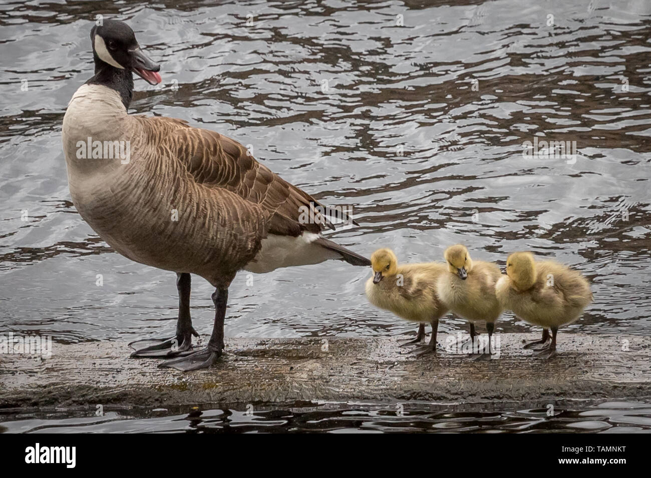 London, Großbritannien. 27. Mai, 2019. UK Wetter: Frisch geschlüpfte Kanadische Gänse Gänschen, um den Fluss in Surrey Quays Docks, Rotherhithe. Credit: Guy Corbishley/Alamy leben Nachrichten Stockfoto