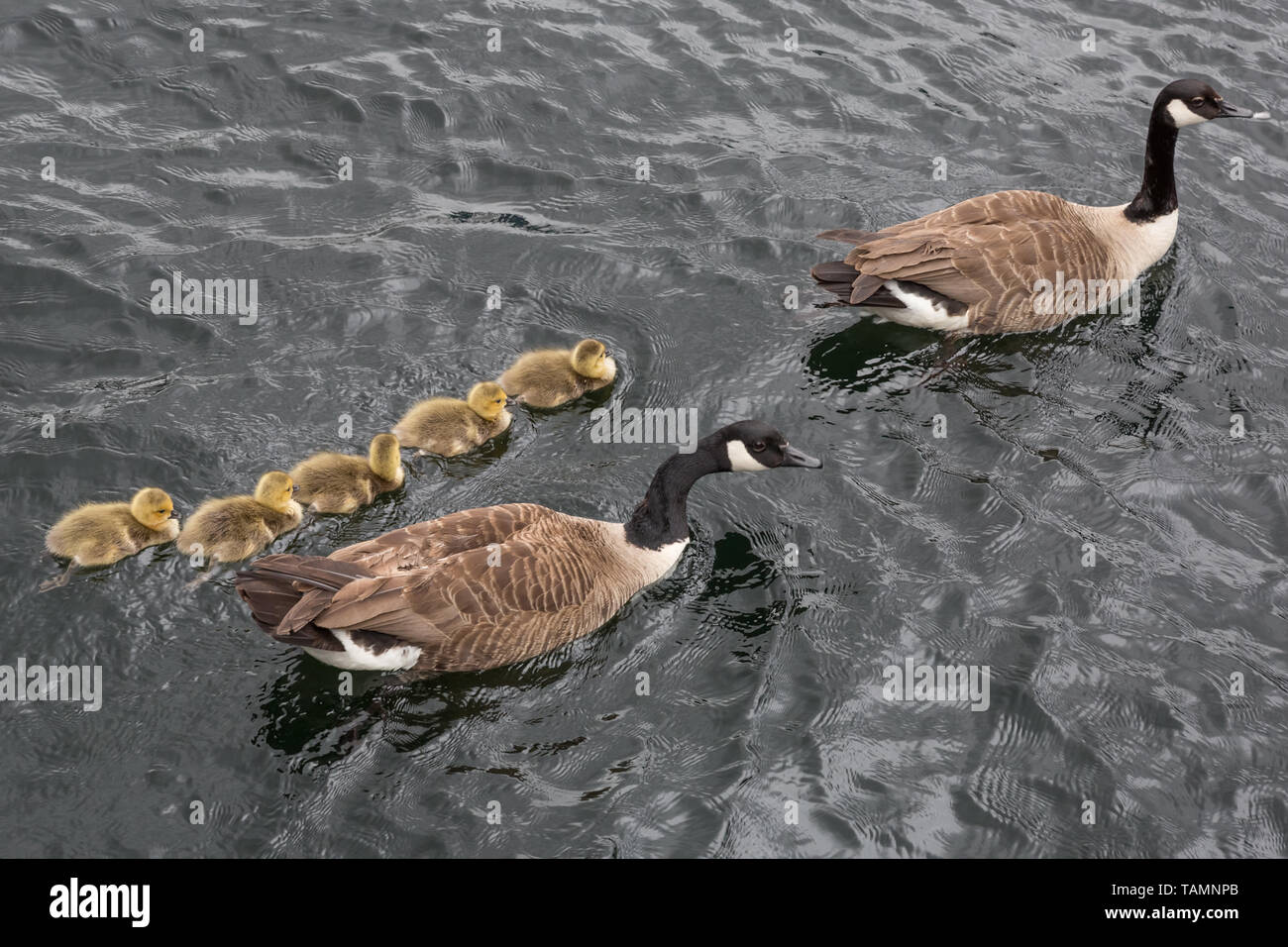 London, Großbritannien. 27. Mai, 2019. UK Wetter: Frisch geschlüpfte Kanadische Gänse Gänschen, um den Fluss in Surrey Quays Docks, Rotherhithe. Credit: Guy Corbishley/Alamy leben Nachrichten Stockfoto